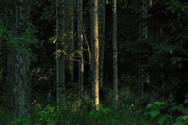 bomen in een groen bos